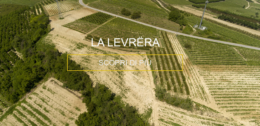 Vigna Levrera Priocca | Raffaele Gili Vini - Azienda